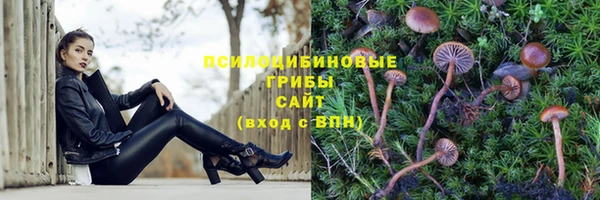 стафф Новокубанск